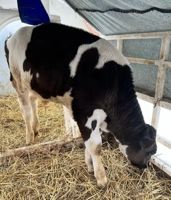 Корова на территории музея