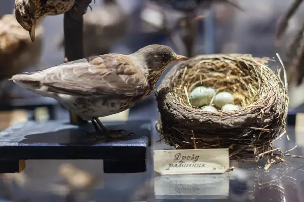 Экскурсия для школьников в Люберецкий краеведческий музей