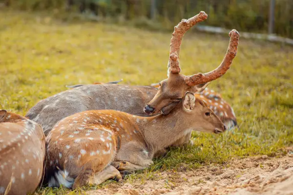Экскурсия для школьников на оленью ферму в г.Руза
