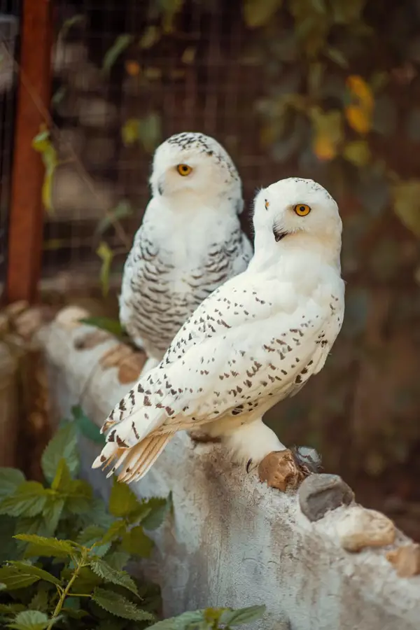 Птицы на оленьей ферме в г.Руза