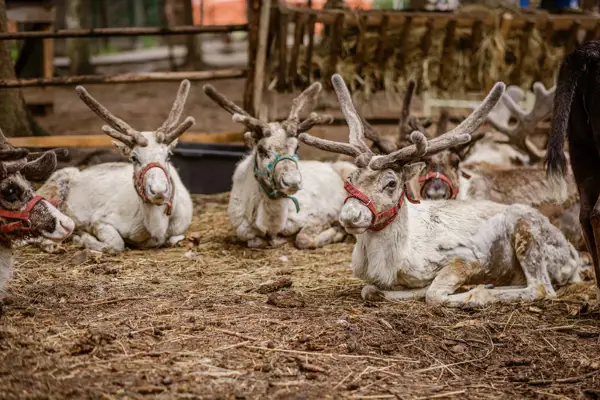Олени на оленьей ферме