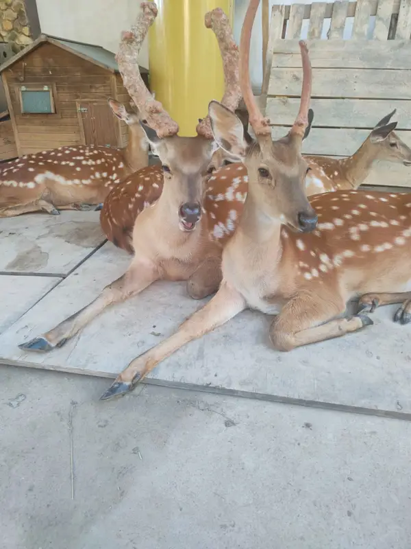 Оленята лежат на ферме