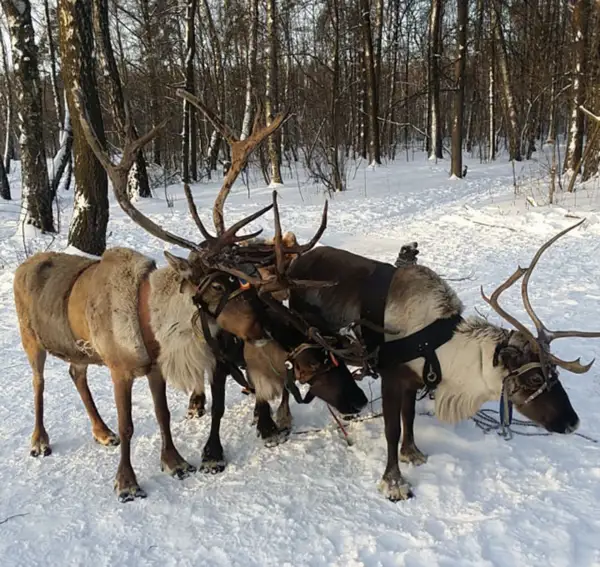 Экскурсия для школьников на Оленью ферму в г.Дзержинский