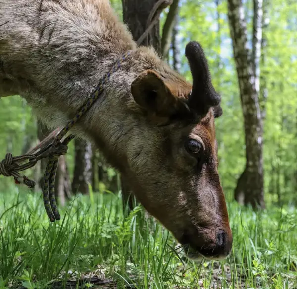 Олени на ферме в г.Дзержинский