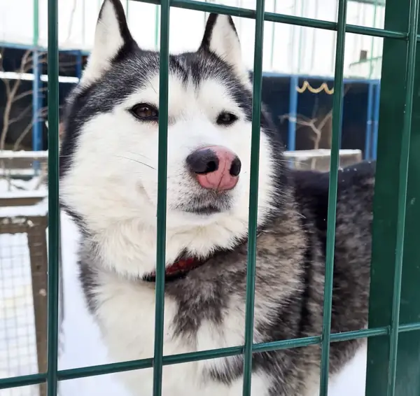 Хаски на территории Оленьей фермы в г.Дзержинский