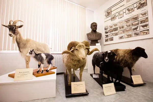 Экскурсия для школьников по музею животноводства с мастер-классом