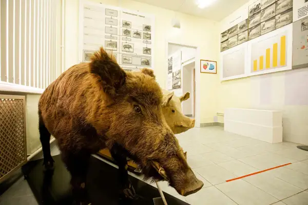 Чучела животных в музее животноводства имени Е.Ф.Лискуна