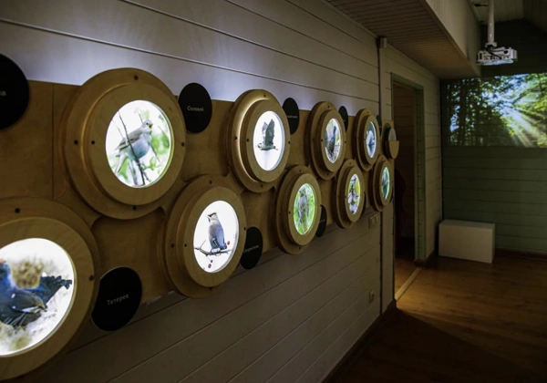 Экспонаты в музее-экоцентре Лесная сказка