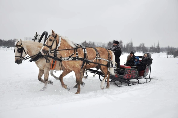 Лошади на территории Коломенского